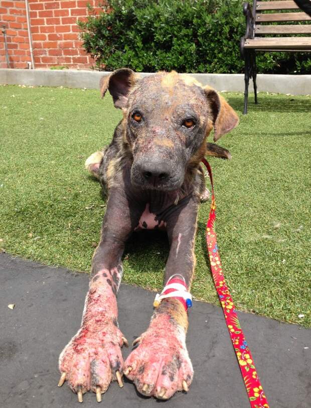 Bethany dog, спасение Бетани, Eldad Hagar, Hope For Paws, бездомные собаки