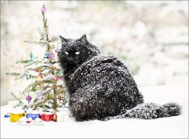Зимние забавы кошек