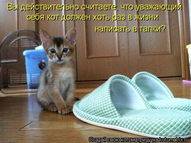 Свежая котоматрица для настроения (32 фото)