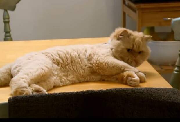 Плюшевый кот Кот на столе