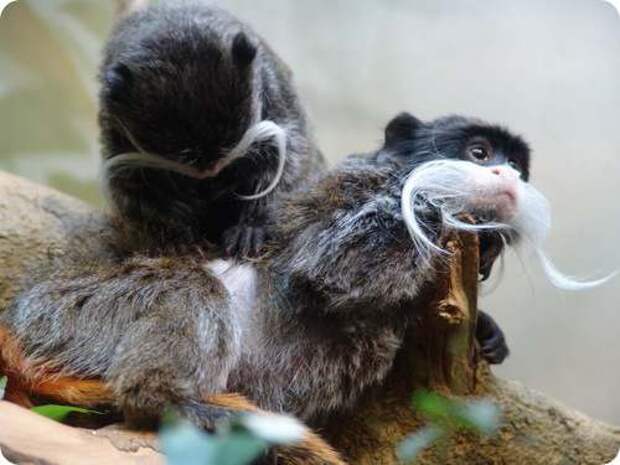 emperortamarin01 Самые необычные существа планеты Земля. Часть II