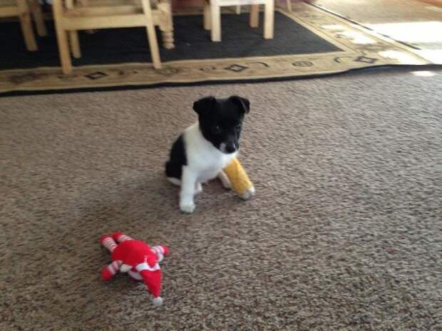 animals-in-tiny-casts-17-580093c8c8777__605