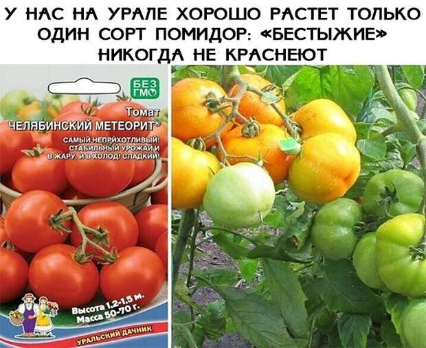 Порция позитивчика в 25 картинках