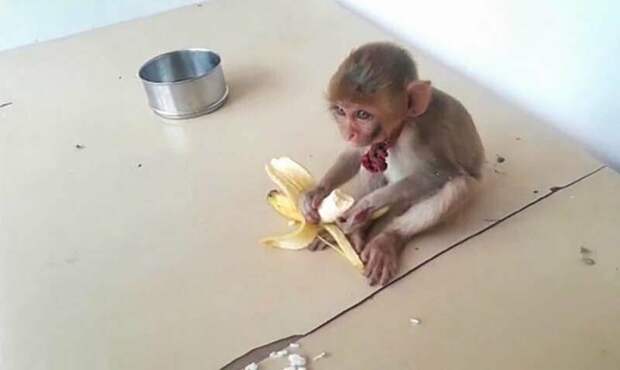 Полицейские приняли обезьянку, покормили и осмотрели. По словам ветеринаров, обезьянка здорова, но обезвожена.
