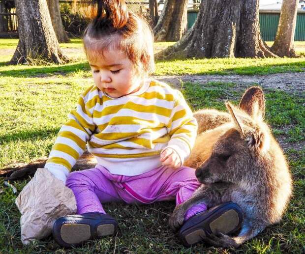 Даже кенгуру настолько очарованы милотой детей, что позволяют сидеть рядом. дети, дружба, животные, кошки, ребенок, собаки