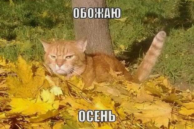 Прикольные картинки абавсём:D (20.10.16)