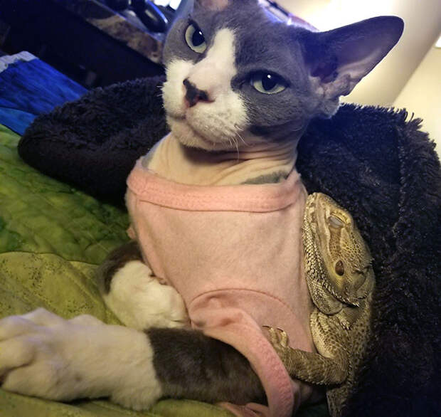 Котики и ящерицы, которые смогли стать друзьями