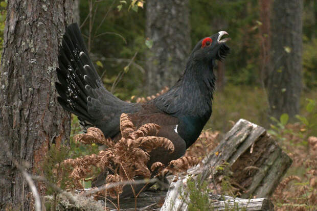 Ветврач Гламаздин: глухарь в брачный сезон для человека может быть опаснее волка