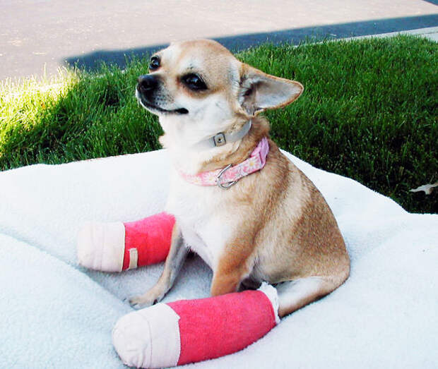 animals-in-tiny-casts-28-580093eb0092b__605