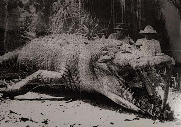 Австралия, 1910 год, крокодил 8,6 метров австралия, завоевание, история, факты