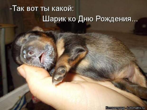 Котоматрицы (картинки с надписями)