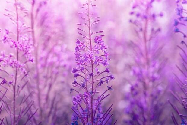 epilobium