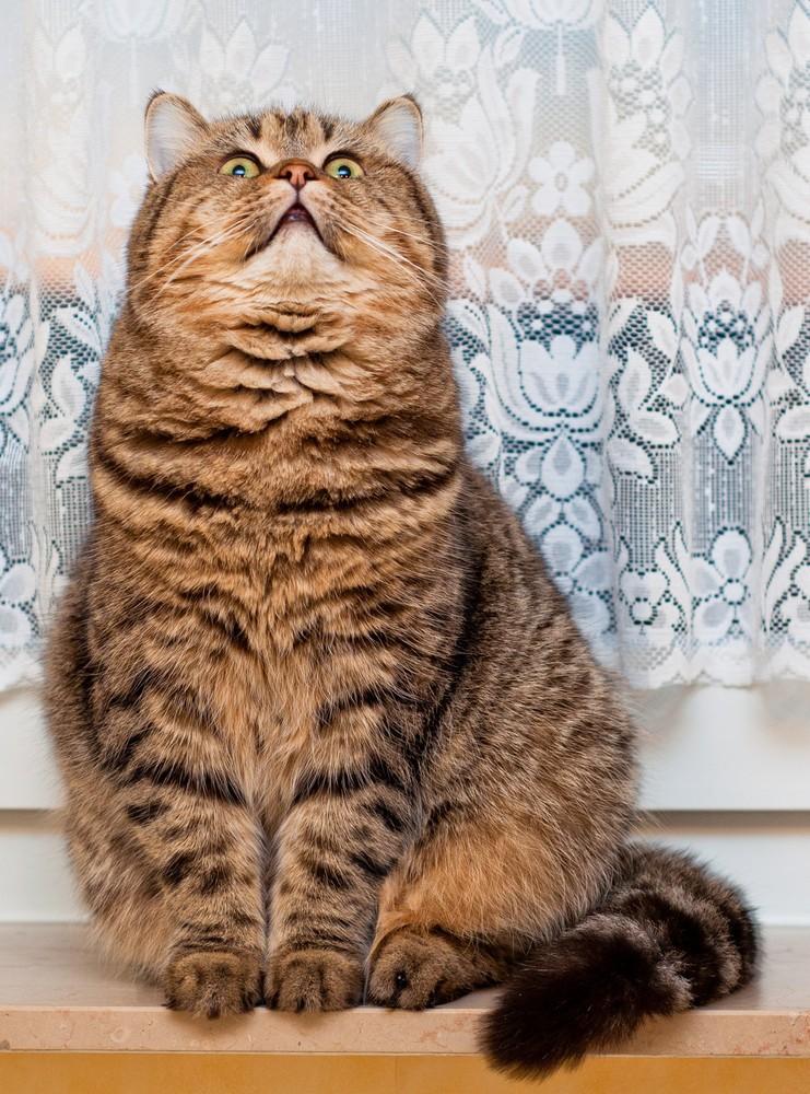 cats12 Фотограф и его коты