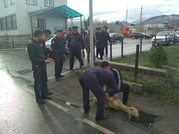 Киргизские гаишники принесли в жертву барана, чтобы сократить количество аварий на дорогах авария, авто, дорога, жертвоприношение, киргизия, транспорт