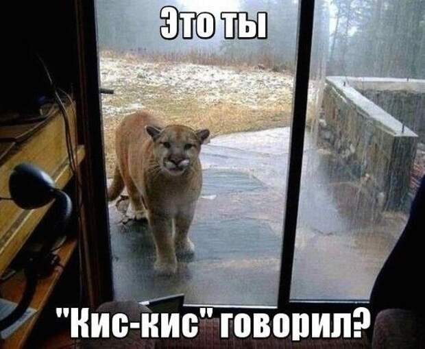 kartinok-prikolnyh-podborka-kartinki-smeshnye-kartinki-fotoprikoly