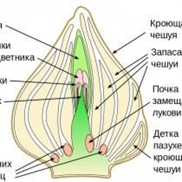 Схематичное изображение взрослой луковицы тюльпана, после закладки побега будущего года, но до закладки корней Схематичное изображение взрослой луковицы тюльпана, после закладки побега будущего года, но до закладки корней