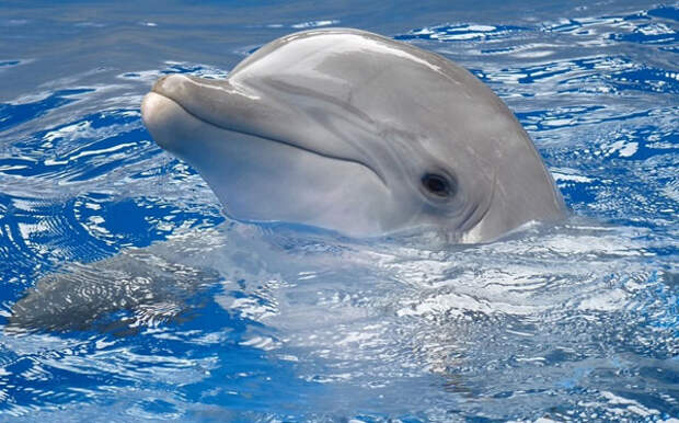 Картинки по запросу серый дельфин
