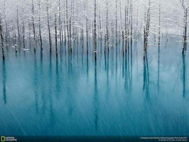 Победители конкурса фотографии National Geographic (11 фото)