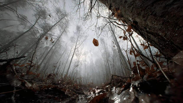 Под Екатеринбургом нашлась загадочно пропавшая чиновница. Вышла из леса и вызвала такси