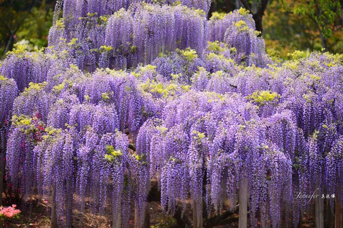 Японский фестиваль цветущей глицинии Great Westeria (35 фото)