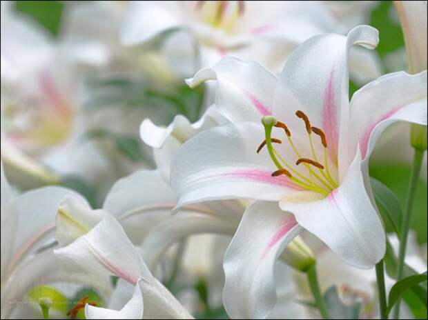 FlowersOnDesktop.com_000292