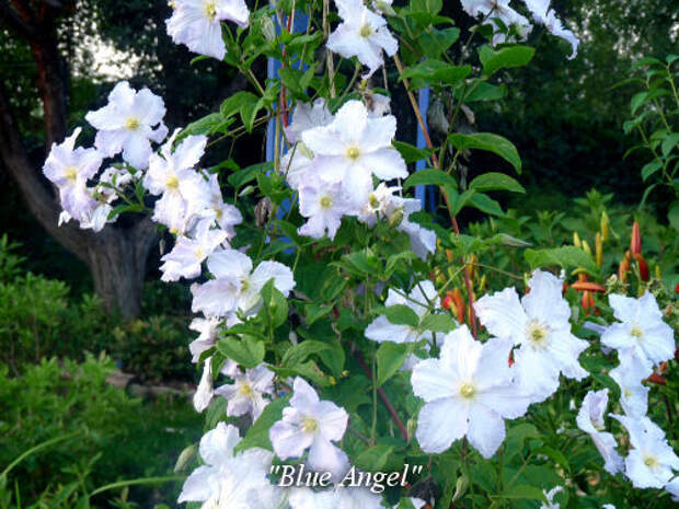 Blue-Angel