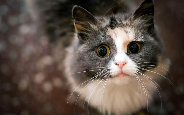 Картинки по запросу фото кошек с большими глазами