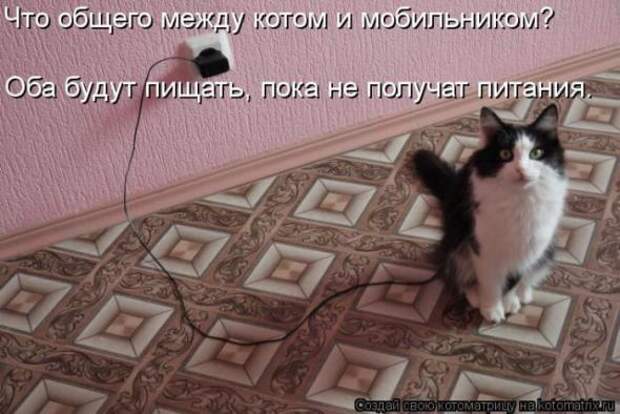 Котоматрицы (картинки с надписями)