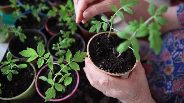 Как дачникам защититься от покупки некачественных семян?