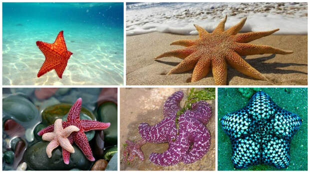 Морская звезда - это не рыба, а беспозвоночное животное. интересное, морские звезды, факты, фауна