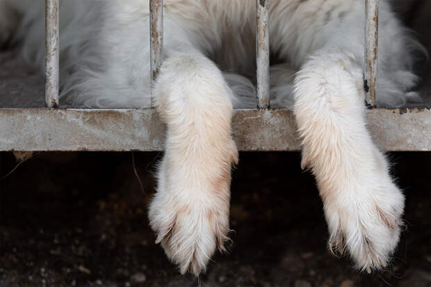Ветклинику в Подмосковье обвинили в смерти животных