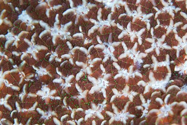 Corals08 Corals08 Макрофотографии кораллов