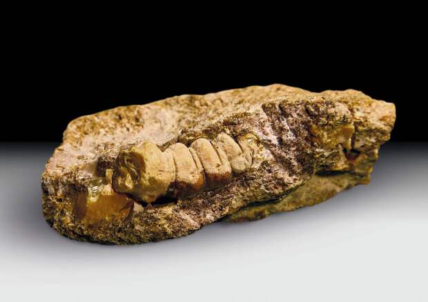 В Калининграде нашли янтарь с отпечатком древнего жука