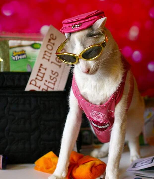 Одежда для кошек