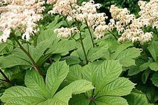 ФОТО Роджерсия Уайт_Фиазерс