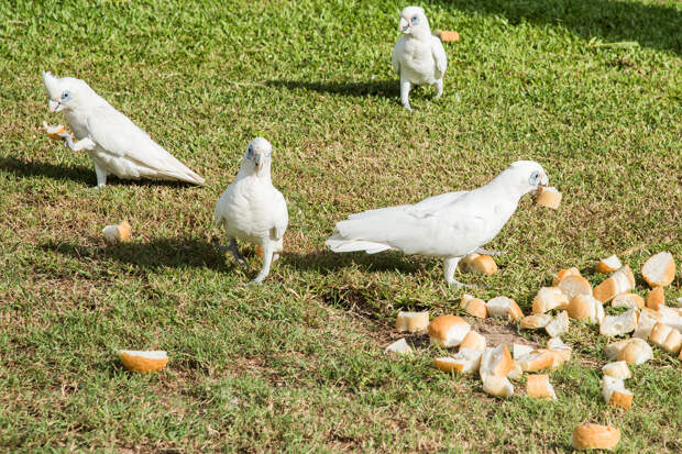 Парень решил подбодрить голодных птиц и незамедлительно пожалел об этом