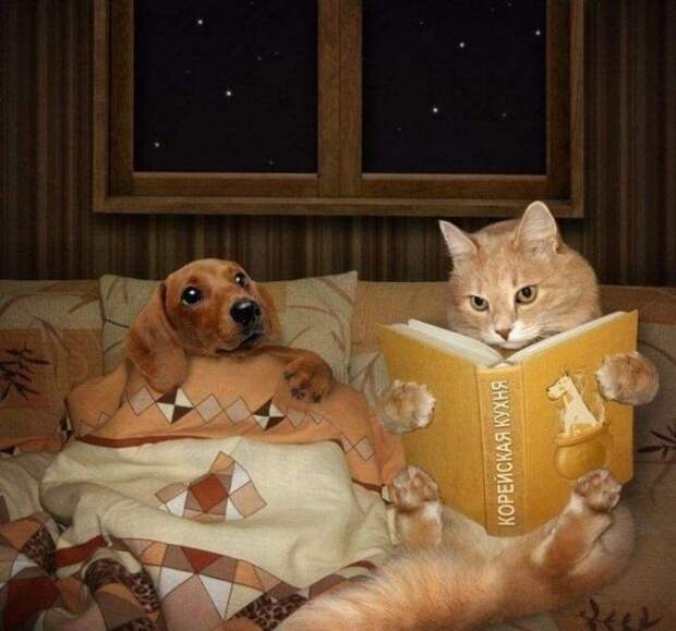Кошка плюс собака: милые и смешные приколы с животными