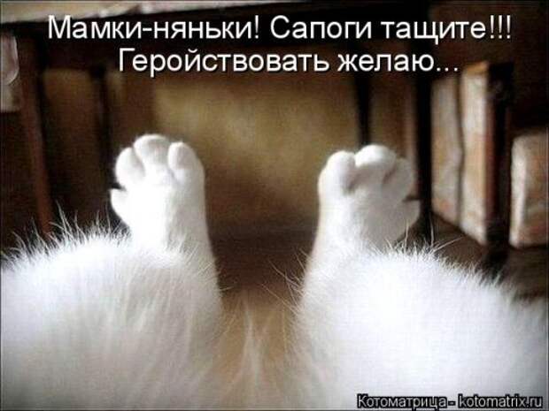 Лучшая котоматрица за неделю (31 шт)