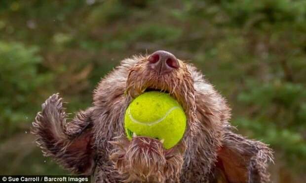 Лабрадудль по кличке Луна эффектно поймала мяч автор Sue Carroll животные конкурс фото юмор