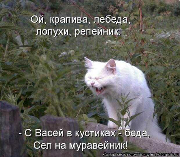 Новая котоматрица для всех! (34 фото)