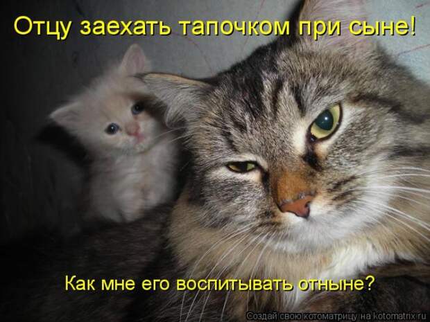Лучшие котоматрицы недели (50 фото)