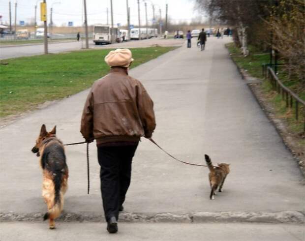 Кошка плюс собака: милые и смешные приколы с животными
