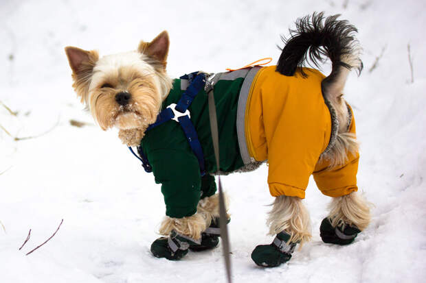 Кинолог Карапетьянц: чихуахуа и той-терьеры хуже всего переносят холод