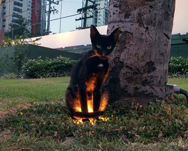 Этот котик, который просто сидит на лампе, выглядит так, как будто только что поднялся к нам из ада. невероятное, прикол, теперь ты видел всё, юмор