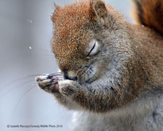 comedy-wildlife-photography-awards-2016-20-57f103c4e9ba0__880