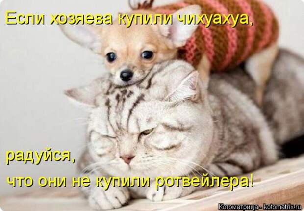Лучшие котоматрицы недели (50 фото)