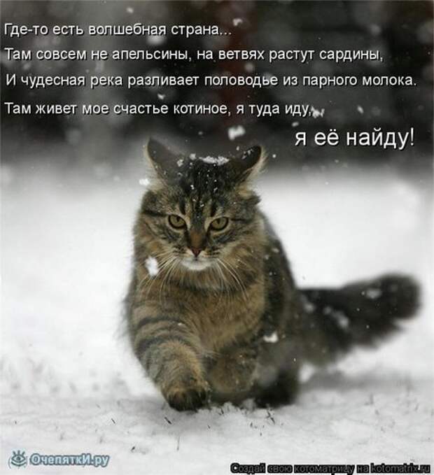 Смешные кошки в котоматрице 18