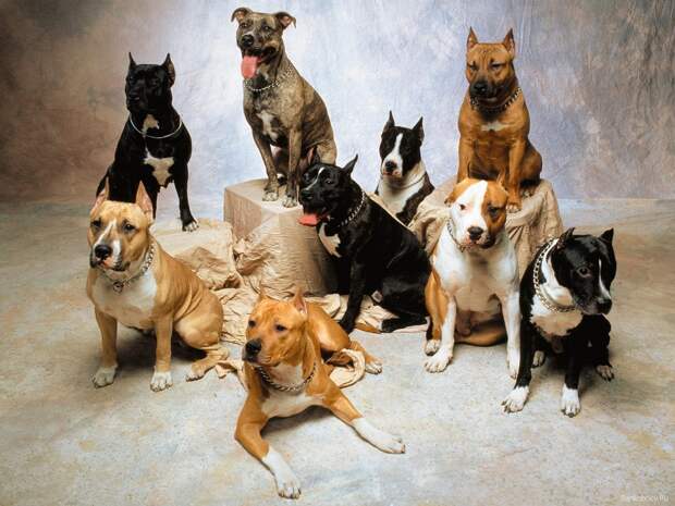 dogs