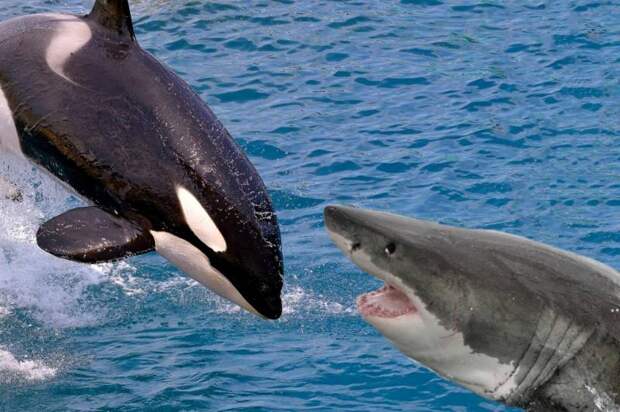 Кто сильнее — акула или касатка? Кто выиграет бой?