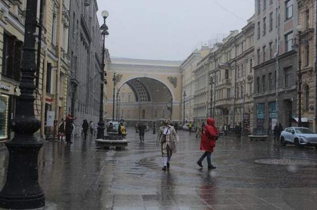 Остролисты украсят Большую Морскую улицу в Петербурге
